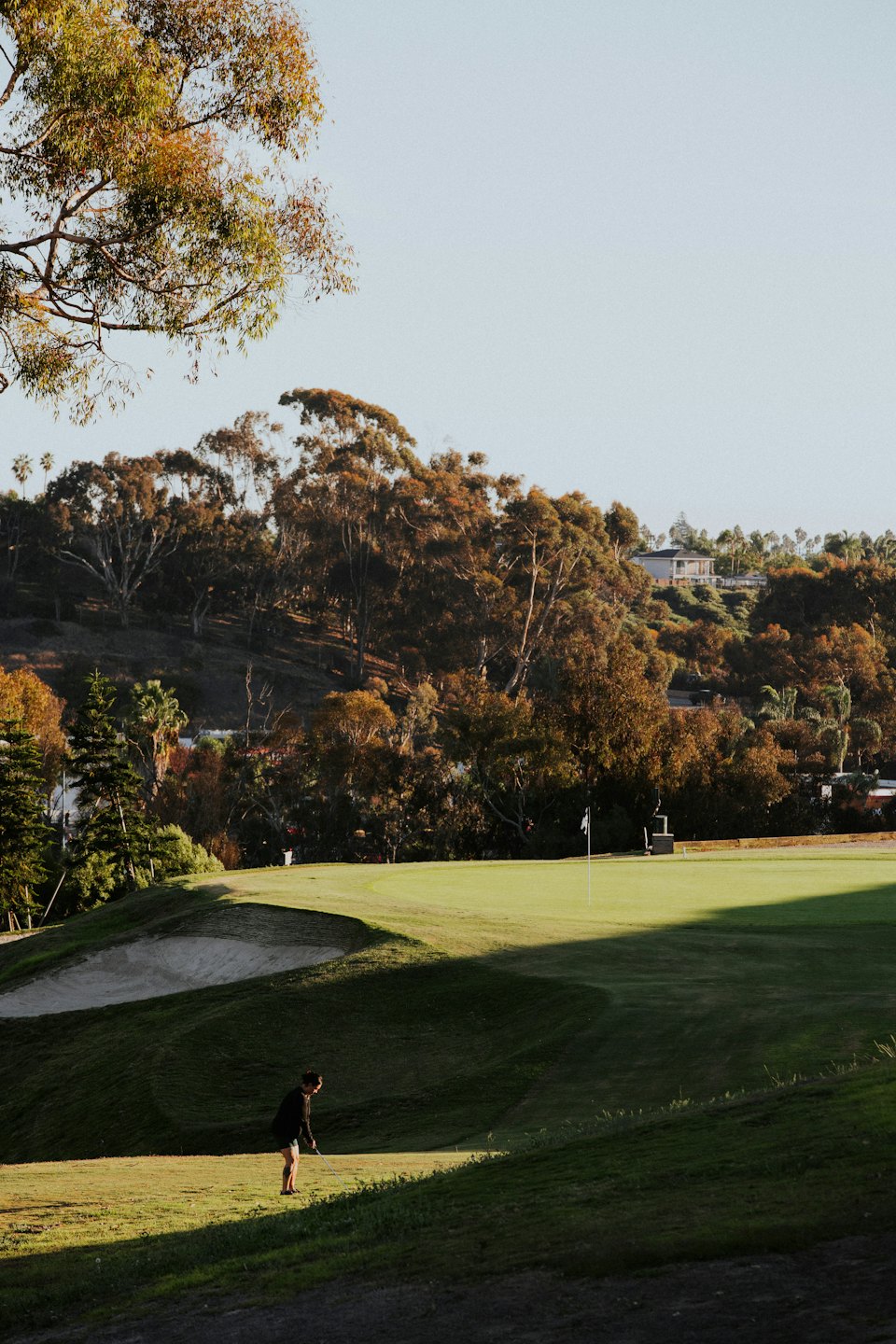 Golfer prepares to hit a ball on the fairway.