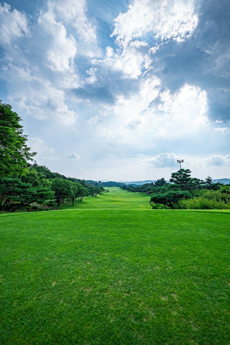 Green golf course fairway stretching between rows of mature trees.