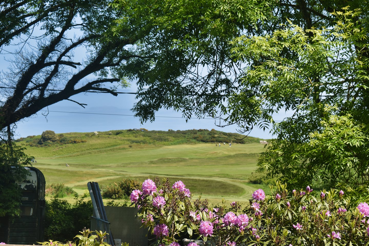 Pink rhododendrons bloom beside a scenic golf course.