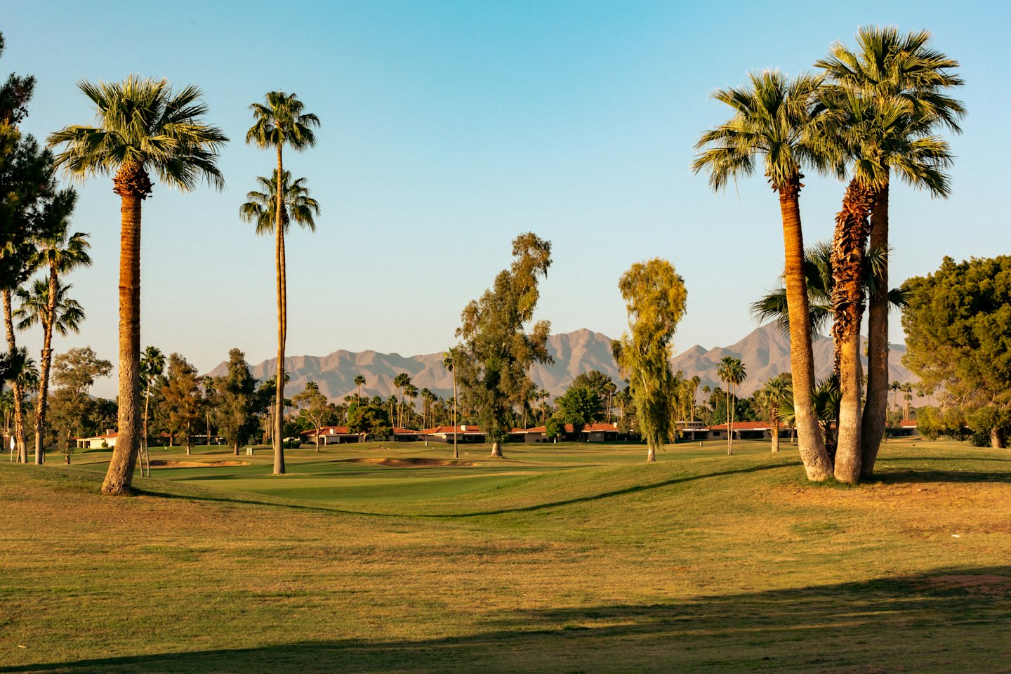 Palm trees stand along a lush golf course near houses.